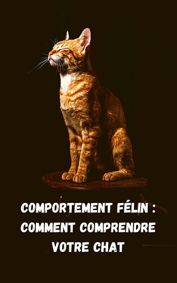 découvrez le fascinant monde du comportement félin : apprenez à interpréter les gestes, les bruits et les attitudes de votre chat pour mieux comprendre ses besoins et renforcer votre lien avec lui.