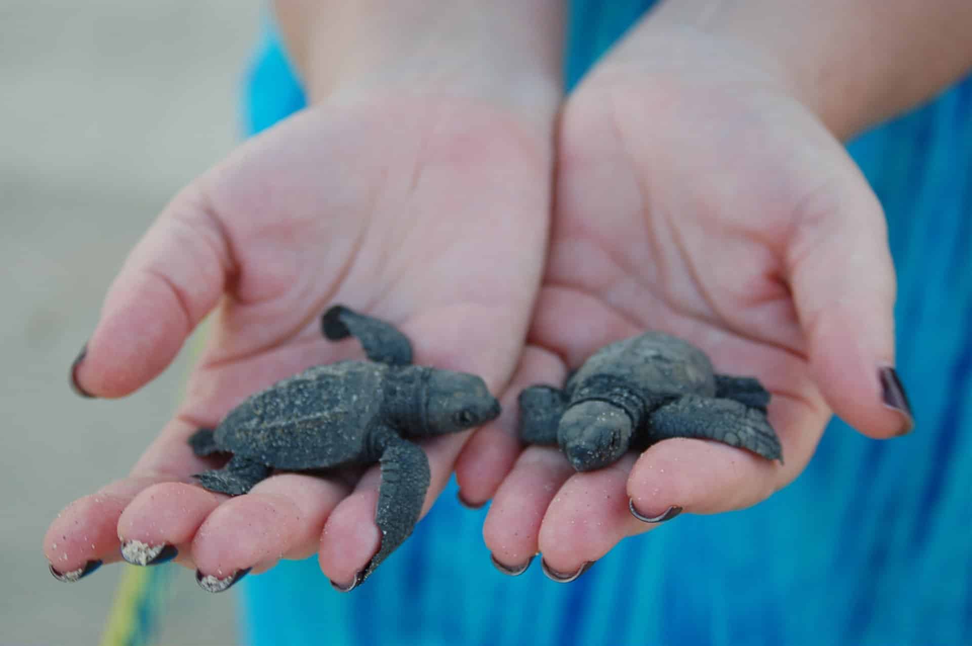 découvrez comment nourrir correctement votre bébé tortue pour assurer sa croissance et sa santé. apprenez les types d'alimentation adaptés et les conseils essentiels pour un habitat idéal.