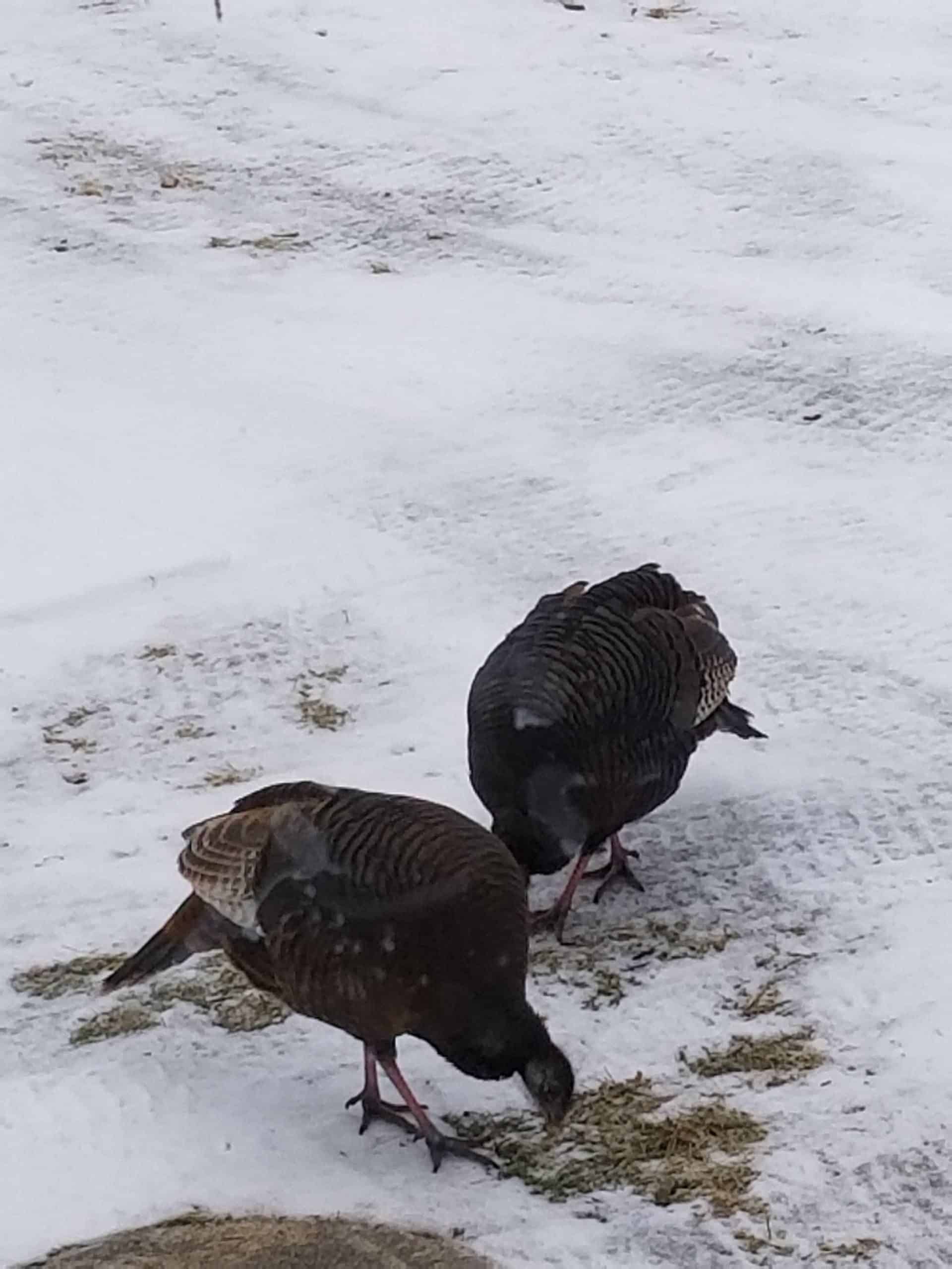 découvrez les caractéristiques uniques de la dinde femelle : taille, plumage, comportement et rôle dans l'élevage. apprenez tout sur cette volaille fascinante et son importance dans l'agriculture.