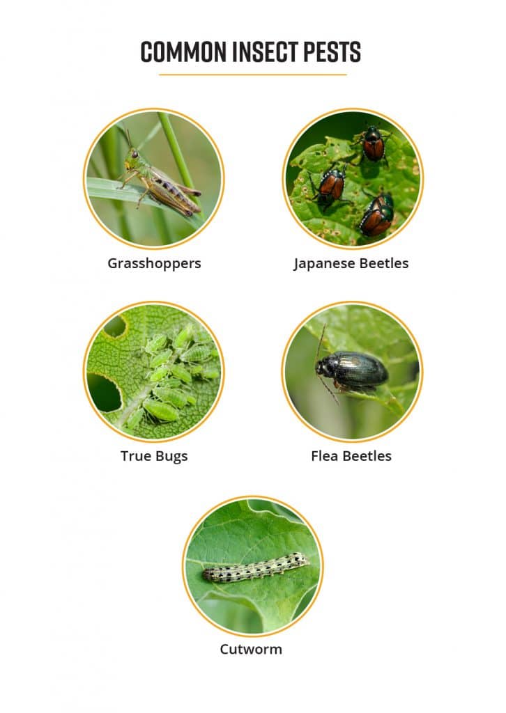 découvrez les vulnérabilités des insectes, un aspect crucial de leur écologie et de leur survie. cette analyse met en lumière les menaces auxquelles ils sont confrontés, y compris le changement climatique, la perte d'habitat et l'utilisation de pesticides. comprendre ces facteurs est essentiel pour la préservation de la biodiversité et l'équilibre des écosystèmes.