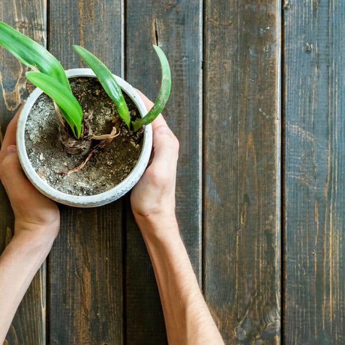 découvrez les causes et solutions pour lutter contre le terreau moisi. apprenez à identifier les signes de moisissure dans vos pots de plantes et à préserver la santé de vos végétaux avec des conseils pratiques et des méthodes efficaces.