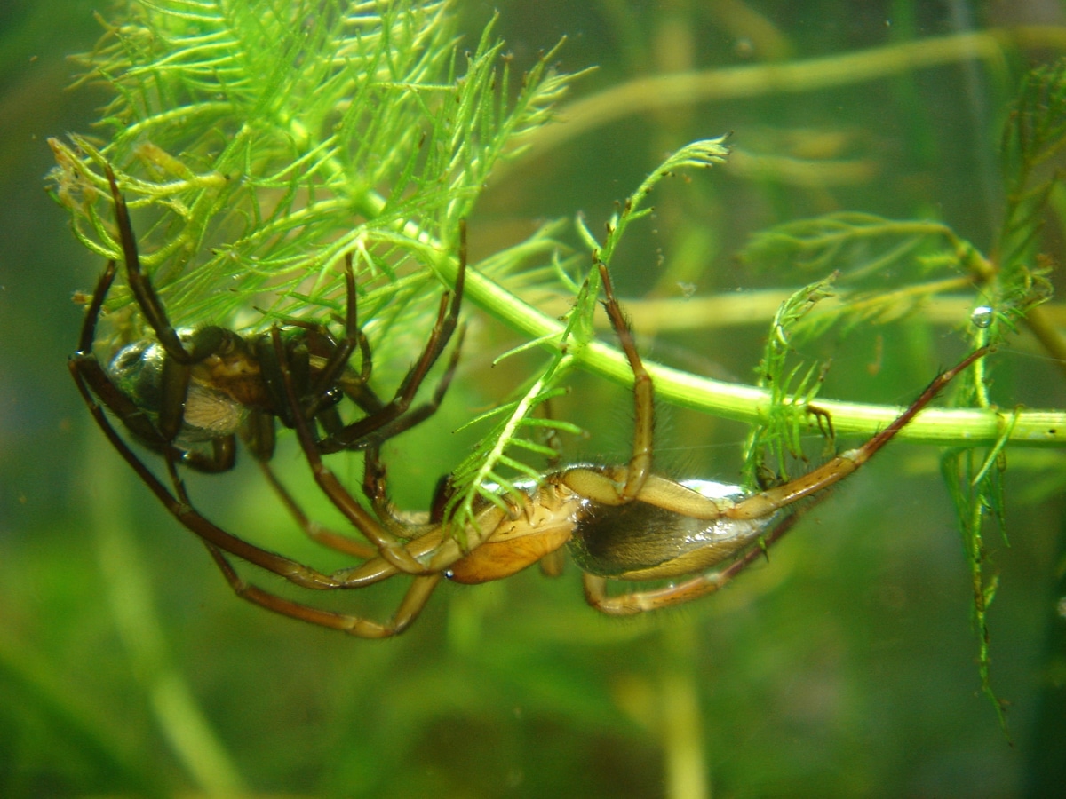 découvrez tout sur l'alimentation des araignées : ce qu'elles mangent, leurs habitudes alimentaires, et comment vous pouvez les nourrir si vous en avez comme animaux de compagnie. apprenez également les différences entre les espèces et leurs régimes spécifiques.